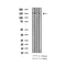 AF3048 staining SK-OV3 by IF/ICC. The sample were fixed with PFA and permeabilized in 0.1% Triton X-100,then blocked in 10% serum for 45 minutes at 25¡ãC. The primary antibody was diluted at 1/200 and incubated with the sample for 1 hour at 37¡ãC. An  Alexa Fluor 594 conjugated goat anti-rabbit IgG (H+L) Ab, diluted at 1/600, was used as the secondary antibod