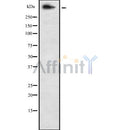 Western blot analysis of Dystrophin using NIH-3T3 whole cell lysates