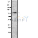 Western blot analysis NKRF using NIH-3T3 whole cell lysates