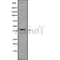 Western blot analysis of HOXA2 using HepG2 whole cell lysates