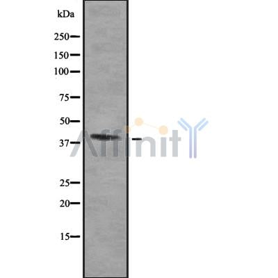 Western blot analysis of HOXA2 using HepG2 whole cell lysates