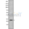 Western blot analysis SAP30 using 293 whole cell lysates