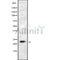 Western blot analysis of DUSP14 using COS7 whole cell lysates
