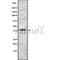 Western blot analysis of KLF8 using COS7 whole cell lysates