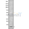 Western blot analysis of HMG14 using Jurkat whole cell lysates