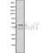Western blot analysis of KR1_VZVD using mouse brain lysates