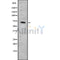 DF8785 at 1/100 staining Human kidney tissue by IHC-P. The sample was formaldehyde fixed and a heat mediated antigen retrieval step in citrate buffer was performed. The sample was then blocked and incubated with the antibody for 1.5 hours at 22¡ãC. An HRP conjugated goat anti-rabbit antibody was used as the secondary