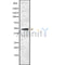 Western blot analysis of KR2_EBV using COS7 whole cell lysates