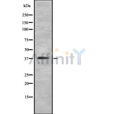 DF8788 staining HepG2 by IF/ICC. The sample were fixed with PFA and permeabilized in 0.1% Triton X-100,then blocked in 10% serum for 45 minutes at 25¡ãC. The primary antibody was diluted at 1/200 and incubated with the sample for 1 hour at 37¡ãC. An  Alexa Fluor 594 conjugated goat anti-rabbit IgG (H+L) Ab, diluted at 1/600, was used as the secondary antibod