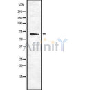 Western blot analysis of PPP2R1A using RAW264.7 whole cell lysates