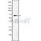 Western blot analysis of PPP2R1A using RAW264.7 whole cell lysates