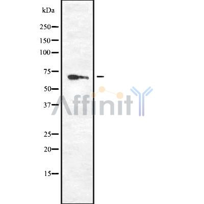 Western blot analysis of PPP2R1A using RAW264.7 whole cell lysates