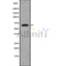 Western blot analysis of p63 MAPK using K562 whole cell lysates