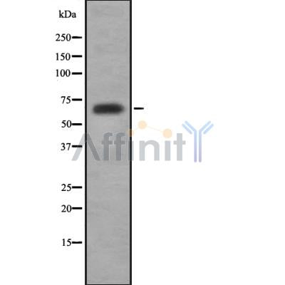 Western blot analysis of p63 MAPK using K562 whole cell lysates