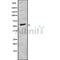 Western blot analysis of Adrenergic Receptor ?-1B using COS7 whole cell lysates