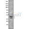 Western blot analysis of MSX1/2 using HuvEc whole cell lysates