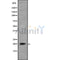 Western blot analysis of MRP using Jurkat whole cell lysates