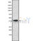 Western blot analysis of TF2A2 using K562 whole cell lysates