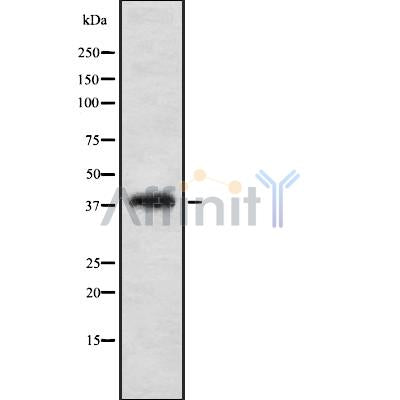 Western blot analysis of TF2A2 using K562 whole cell lysates