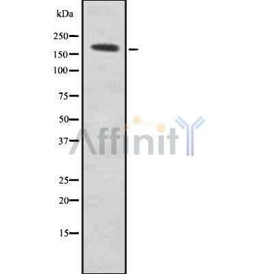 Western blot analysis of AKAP12 using Jurkat whole cell lysates