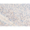 AF3055 staining 293 by IF/ICC. The sample were fixed with PFA and permeabilized in 0.1% Triton X-100,then blocked in 10% serum for 45 minutes at 25¡ãC. The primary antibody was diluted at 1/200 and incubated with the sample for 1 hour at 37¡ãC. An  Alexa Fluor 594 conjugated goat anti-rabbit IgG (H+L) Ab, diluted at 1/600, was used as the secondary antibod