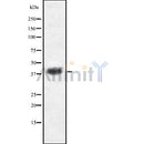 Western blot analysis of EGR3 using K562 whole cell lysates