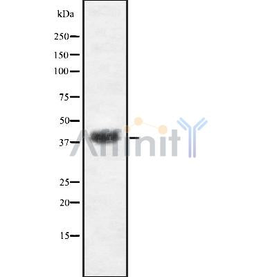Western blot analysis of EGR3 using K562 whole cell lysates