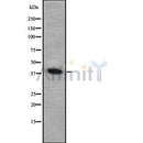 Western blot analysis FOXI1 using HuvEc whole cell lysates
