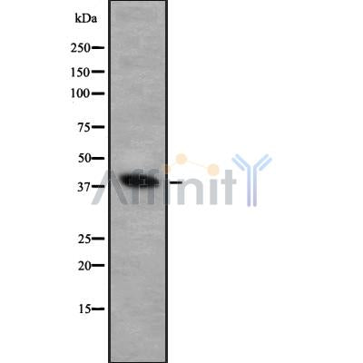 Western blot analysis FOXI1 using HuvEc whole cell lysates