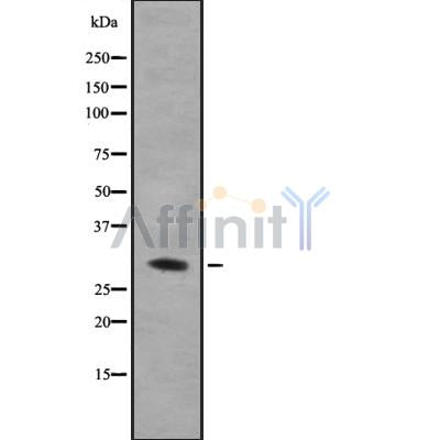 Western blot analysis of hnRNP A0 using COLO205 whole cell lysates