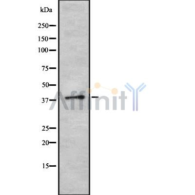 Western blot analysis SFRS6 using HT29 whole cell lysates