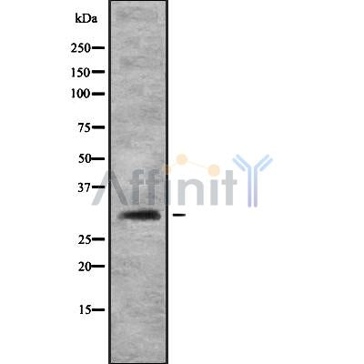 Western blot analysis FHL3 using HT29 whole cell lysates