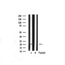 Western blot analysis of JM4 expression in Rat liver lysate