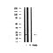 Western blot analysis of JM4 expression in mouse brain lysate