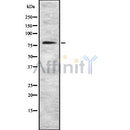 Western blot analysis of MTF1 using Jurkat whole cell lysates