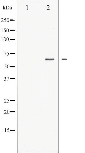 AF3057 staining 293 by IF/ICC. The sample were fixed with PFA and permeabilized in 0.1% Triton X-100,then blocked in 10% serum for 45 minutes at 25¡ãC. The primary antibody was diluted at 1/200 and incubated with the sample for 1 hour at 37¡ãC. An  Alexa Fluor 594 conjugated goat anti-rabbit IgG (H+L) Ab, diluted at 1/600, was used as the secondary antibod