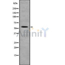 Western blot analysis of PLXDC2 using LOVO whole cell lysates
