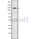 Western blot analysis of MAP3K15 using COS7 whole cell lysates