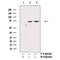 AF3058 staining 293 by IF/ICC. The sample were fixed with PFA and permeabilized in 0.1% Triton X-100,then blocked in 10% serum for 45 minutes at 25¡ãC. The primary antibody was diluted at 1/200 and incubated with the sample for 1 hour at 37¡ãC. An  Alexa Fluor 594 conjugated goat anti-rabbit IgG (H+L) Ab, diluted at 1/600, was used as the secondary antibod