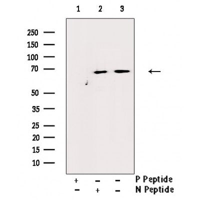 AF3058 staining 293 by IF/ICC. The sample were fixed with PFA and permeabilized in 0.1% Triton X-100,then blocked in 10% serum for 45 minutes at 25¡ãC. The primary antibody was diluted at 1/200 and incubated with the sample for 1 hour at 37¡ãC. An  Alexa Fluor 594 conjugated goat anti-rabbit IgG (H+L) Ab, diluted at 1/600, was used as the secondary antibod