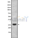 Western blot analysis of ZNF230 using COS7 whole cell lysates