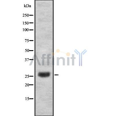 Western blot analysis of ZNF230 using COS7 whole cell lysates