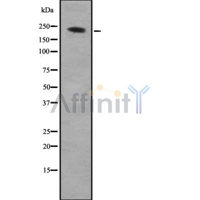 Western blot analysis of ARHGEF17 using K562 whole cell lysates