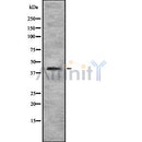Western blot analysis SOX7 using HepG2 whole cell lysates
