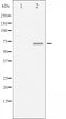 AF3060 staining 293 by IF/ICC. The sample were fixed with PFA and permeabilized in 0.1% Triton X-100,then blocked in 10% serum for 45 minutes at 25¡ãC. The primary antibody was diluted at 1/200 and incubated with the sample for 1 hour at 37¡ãC. An  Alexa Fluor 594 conjugated goat anti-rabbit IgG (H+L) Ab, diluted at 1/600, was used as the secondary antibod