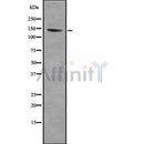 Western blot analysis of PCDH-X/Y using HeLa whole cell lysates