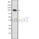 Western blot analysis of PKD1/2/3 using LOVO whole cell lysates