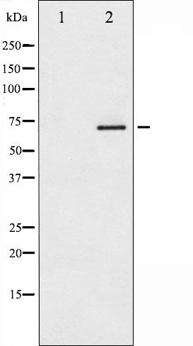 AF3061 staining 293 by IF/ICC. The sample were fixed with PFA and permeabilized in 0.1% Triton X-100,then blocked in 10% serum for 45 minutes at 25¡ãC. The primary antibody was diluted at 1/200 and incubated with the sample for 1 hour at 37¡ãC. An  Alexa Fluor 594 conjugated goat anti-rabbit IgG (H+L) Ab, diluted at 1/600, was used as the secondary antibod
