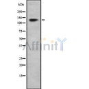 Western blot analysis of BMP2K using Jurkat whole cell lysates