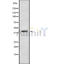 Western blot analysis of BARHL2 using COLO205 whole cell lysates